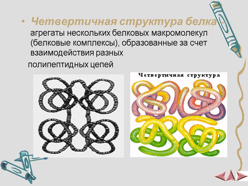 Четвертичная структура белка – агрегаты нескольких белковых макромолекул  (белковые комплексы), образованные за счет